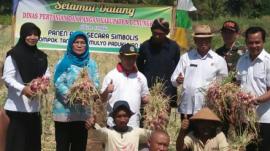 Panen Raya Symbolis Bawang Merah Padukuhan Garotan